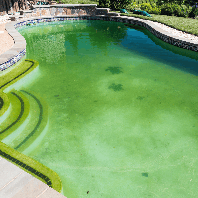 Green algae-filled pool before a cleanup