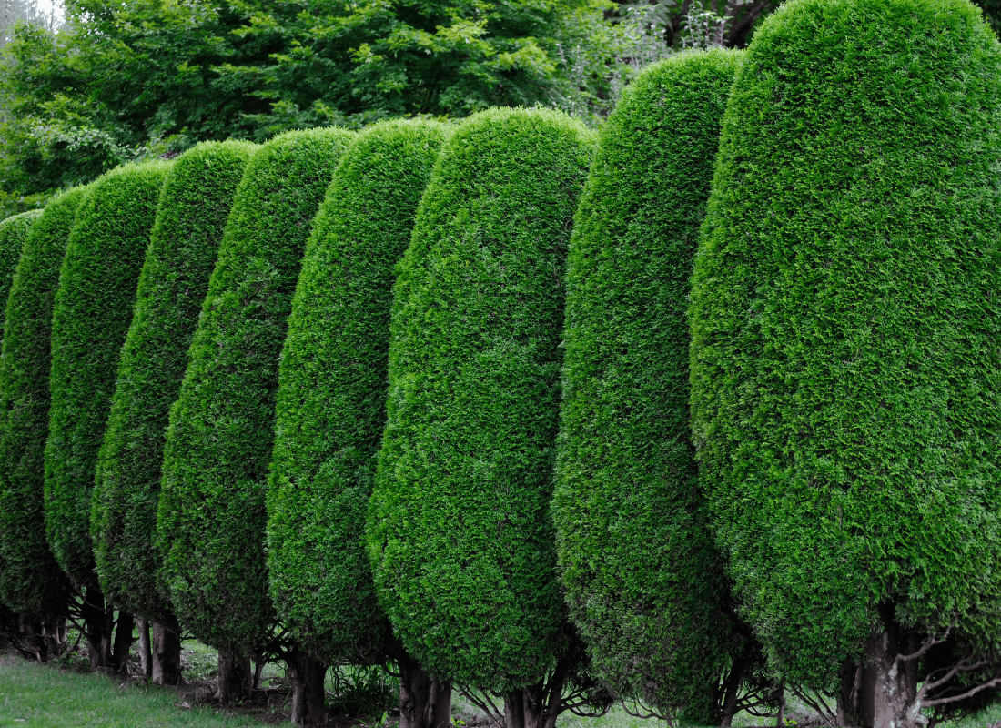 Freshly trimmed box hedges
