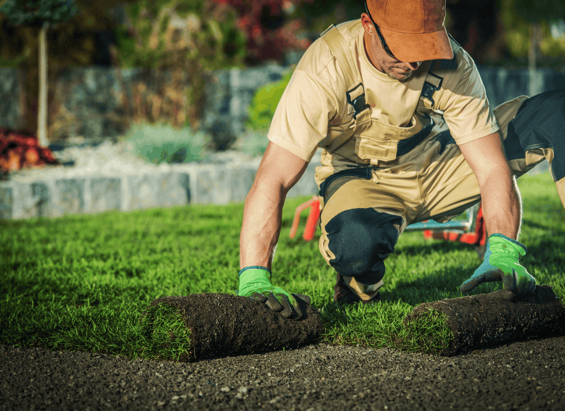Fresh sod installation on a lawn