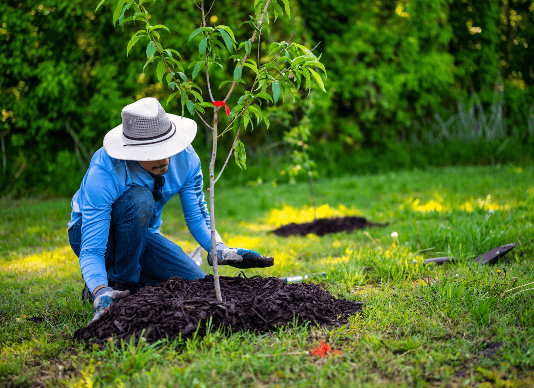 Young tree planted in landscape soil